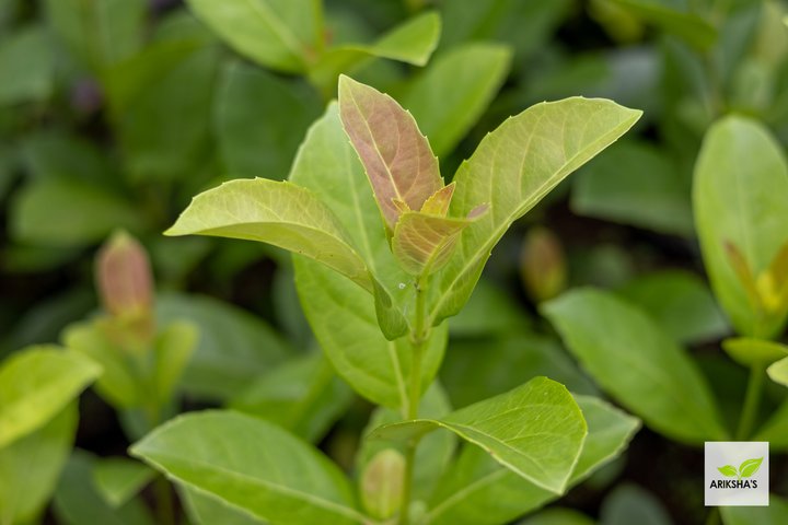 Viburnum