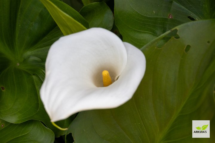 Arum Lily