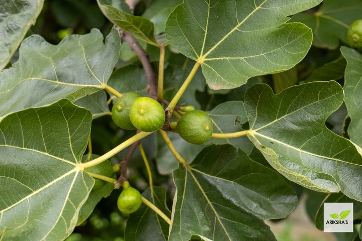 Figs