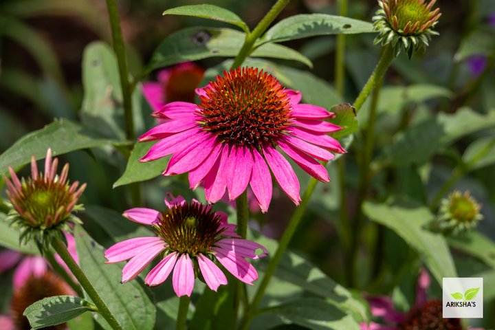 Echinacea