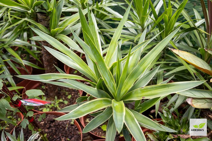 Yucca