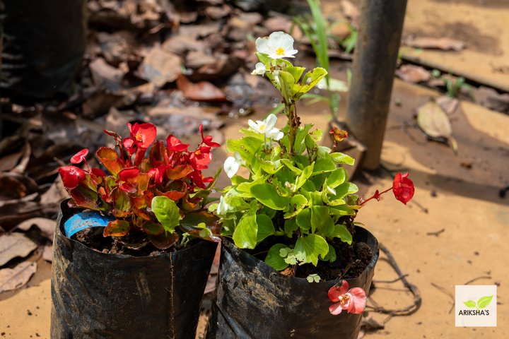 Begonia