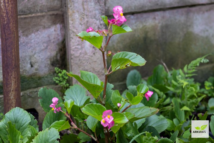 Bergenia (Pink)