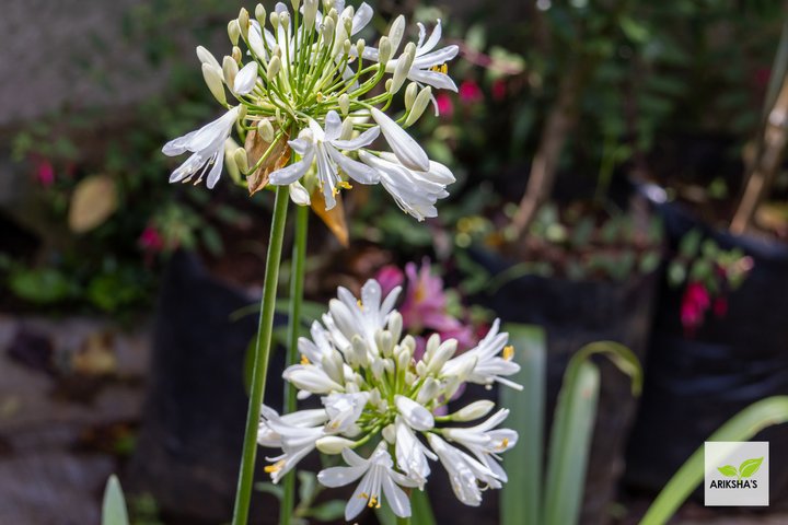 Agapanthus