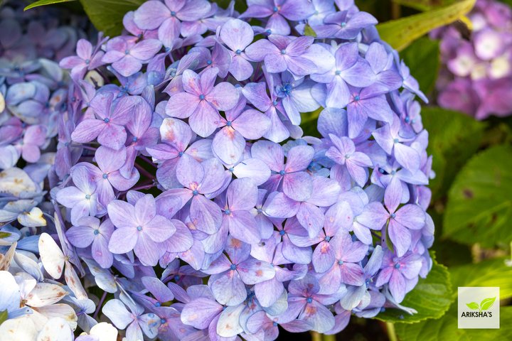 Hydrangeas