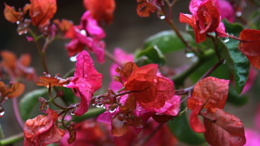 Bougenvilla