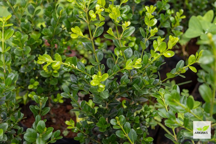 Buxus