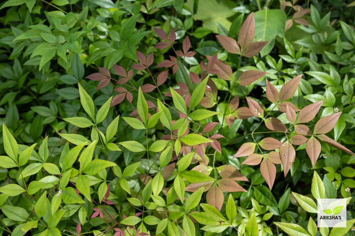 Nandina Domestica