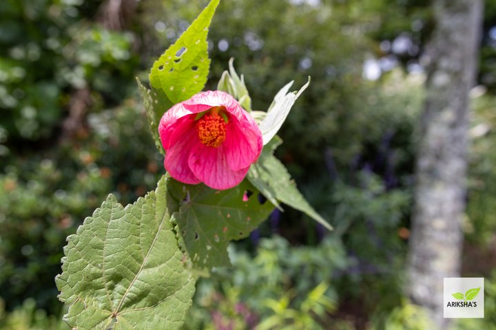 Abutilons