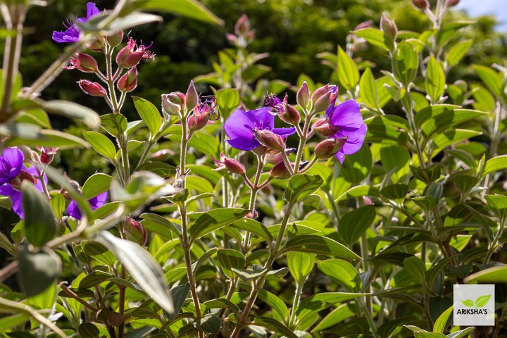 Tibouchina