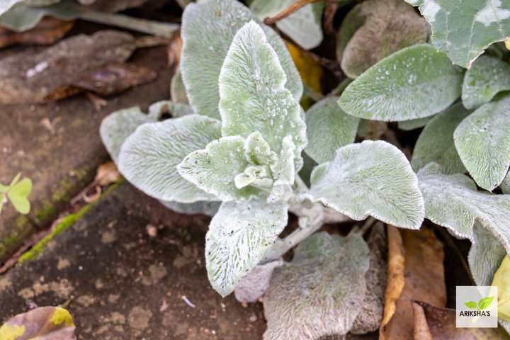 Lambs Ear