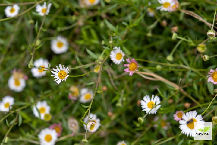 Daisies