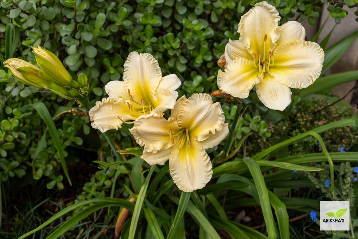 Daylilies