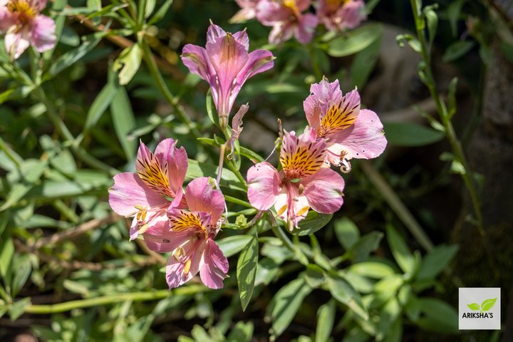 Common Inca Lily