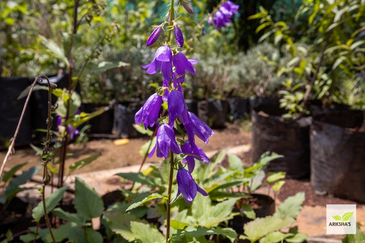 Campanula