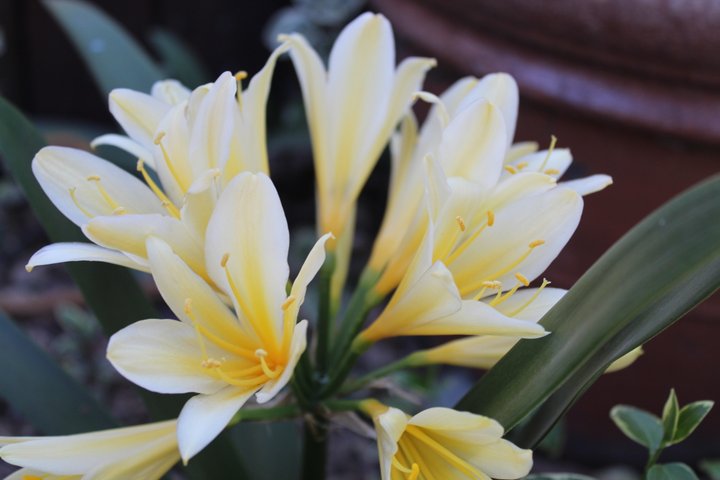 Clivia (Yellow)