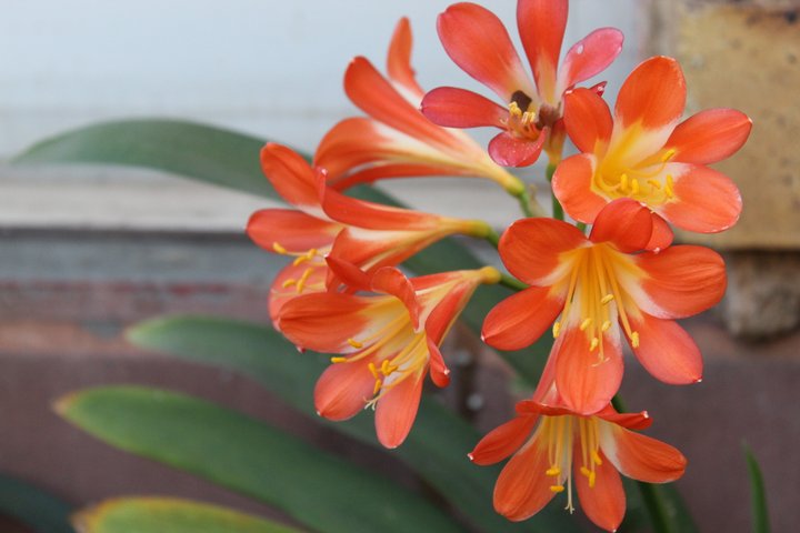 Clivia (Orange)