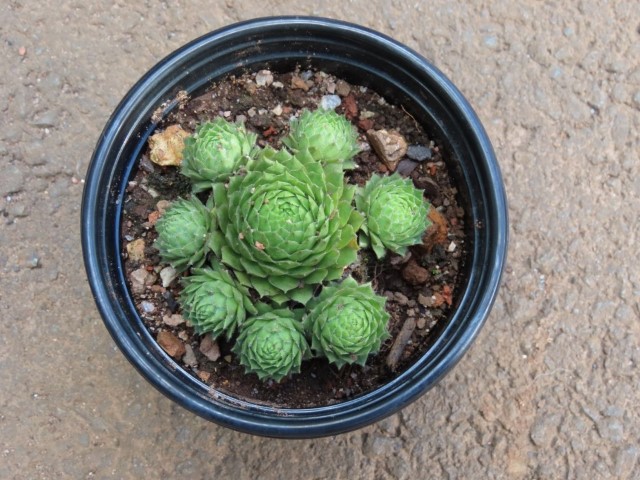 Sempervivum hen & chick (Sempervivum ‘Green Wheel’)