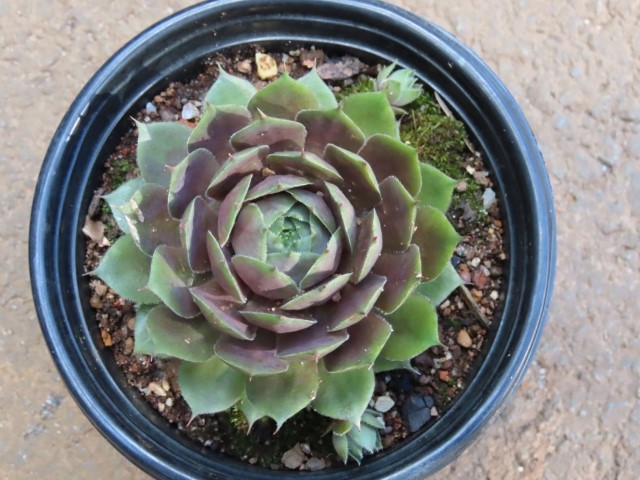 Sempervivum hen & chick (Sempervivum Pacific Blue Ice)