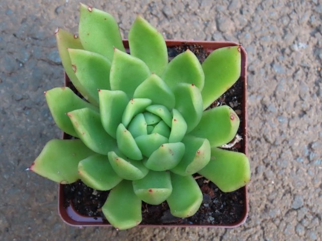 Molded wax agave (Echeveria agavoides)