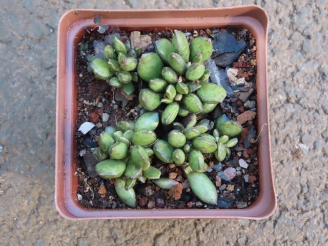 Adromischus schuldtianus v Juttae