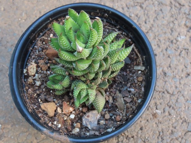 Reinwardt's haworthiopsis (Haworthiopsis reinwardtii) 