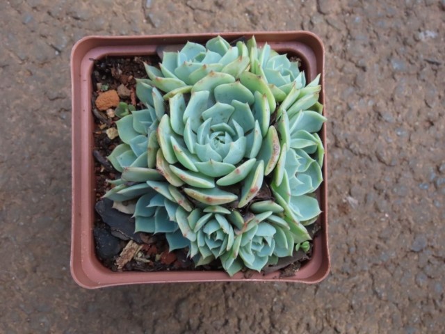 Mexican Snowball (Echeveria elegans)