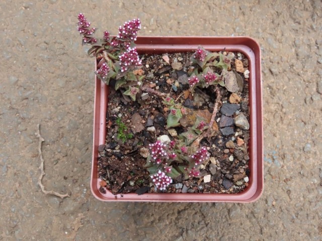 Crassula 'pagoda village'(Crassula capitella subsp. thyrsiflora )