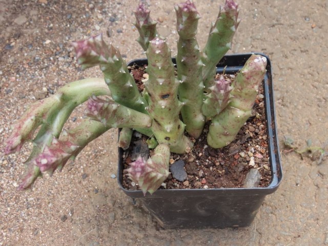 Starfish Flower (Stapelia)