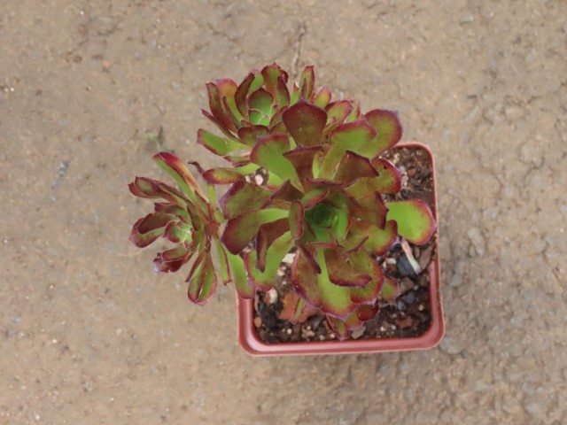 Tree aeonium (Aeonium Arboreum)