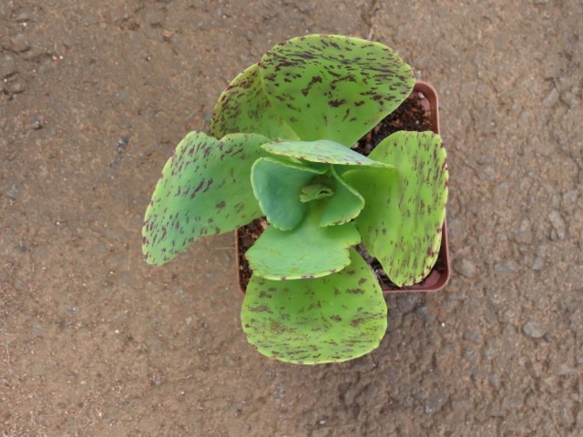 Penwiper plant (Khalanchoe marmorata)