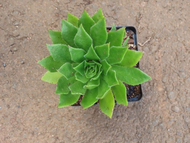 Sweet stern (Aeonium simsii)