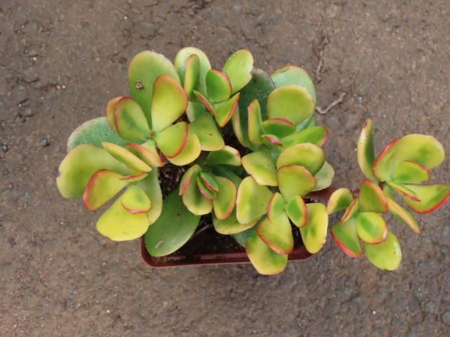  Hammel's sunset (Aeonium ovata)