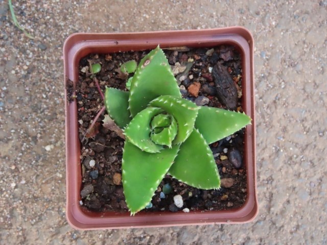 Short-leaved aloe (Aloe brevifolia)