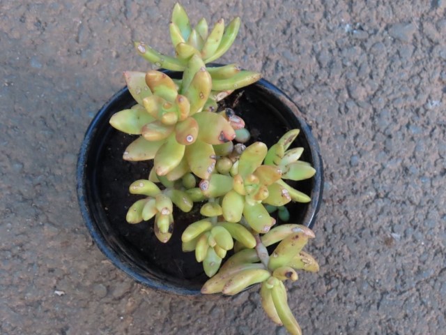 Golden sedum (Sedum adolphi) 